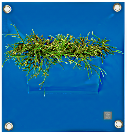 Verti-Grows - Plant Store
