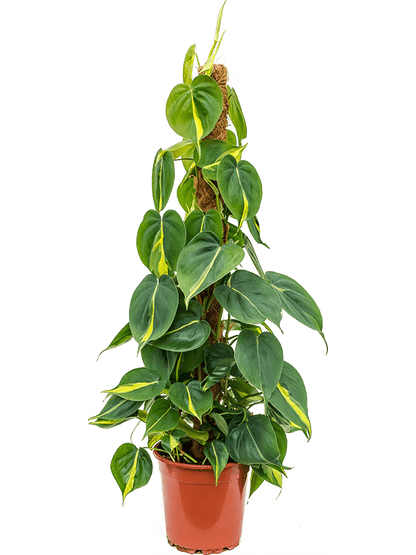 Philodendron &