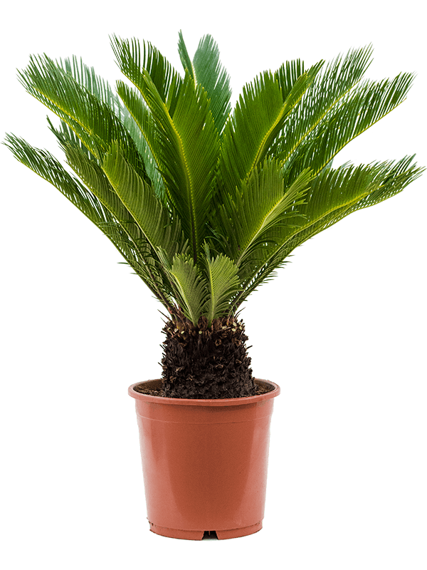 Cycas revolute &