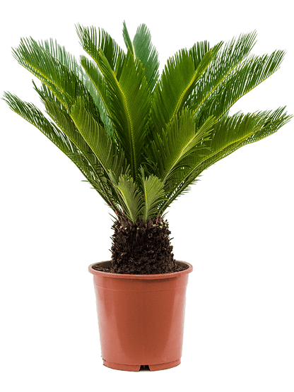 Cycas revolute &