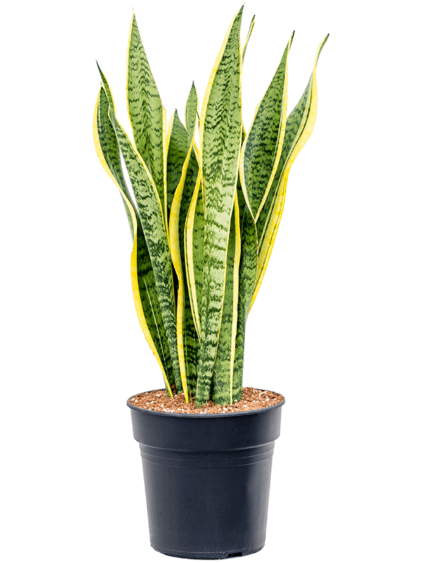 Large Snake Plant