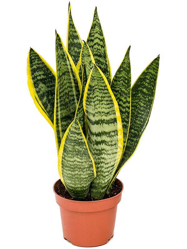 Snake Plant - Sansevieria trifasciata - 35cm