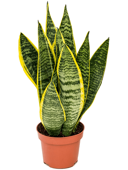 Snake Plant - Sansevieria trifasciata - 35cm