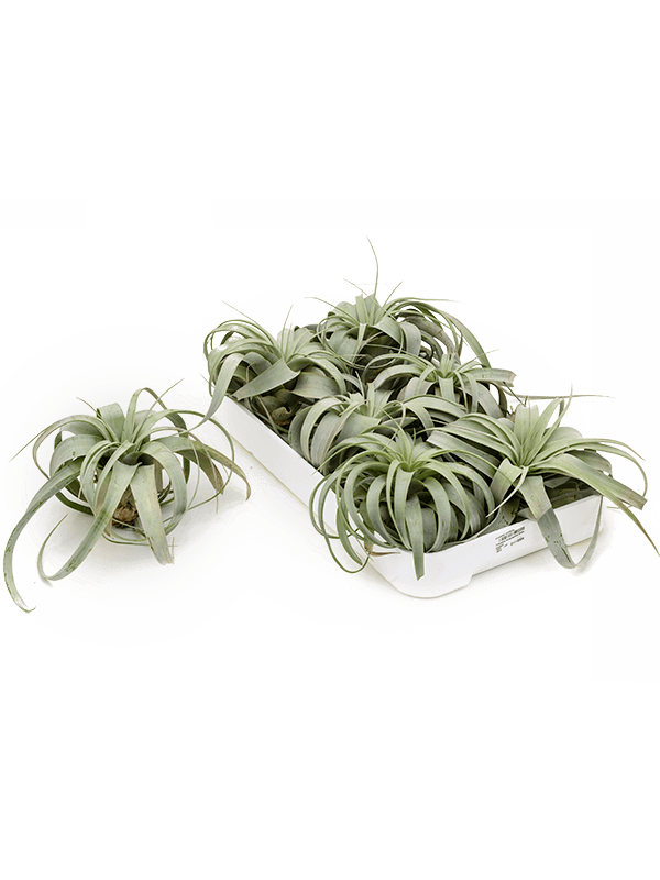 Tillandsia xerographica - Airplant Large Rosette