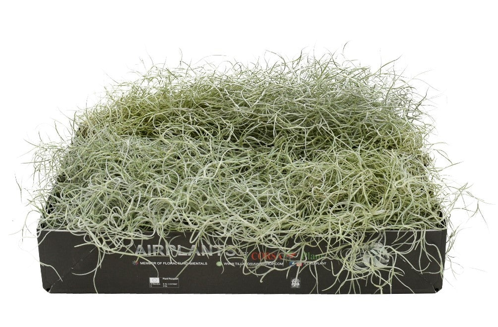 Tillandsia usneoides - Spanish Moss