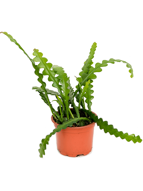 Epiphyllum Anguliger - Zig Zag Cactus